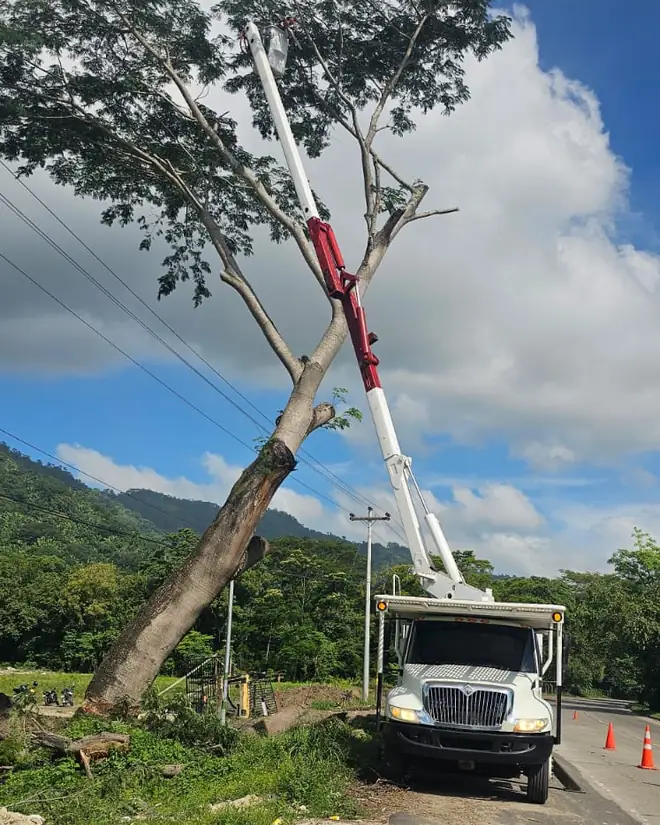 Camión canasta cortando un árbol inclinado sobre la carretera
