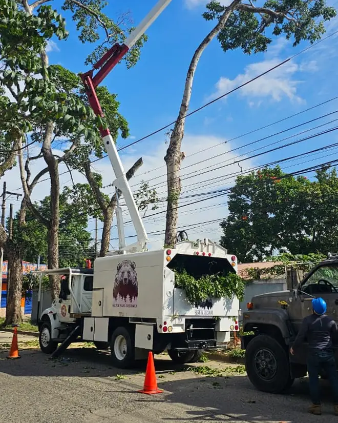 Camión canasta con la pluma extendida sobre un árbol de mango