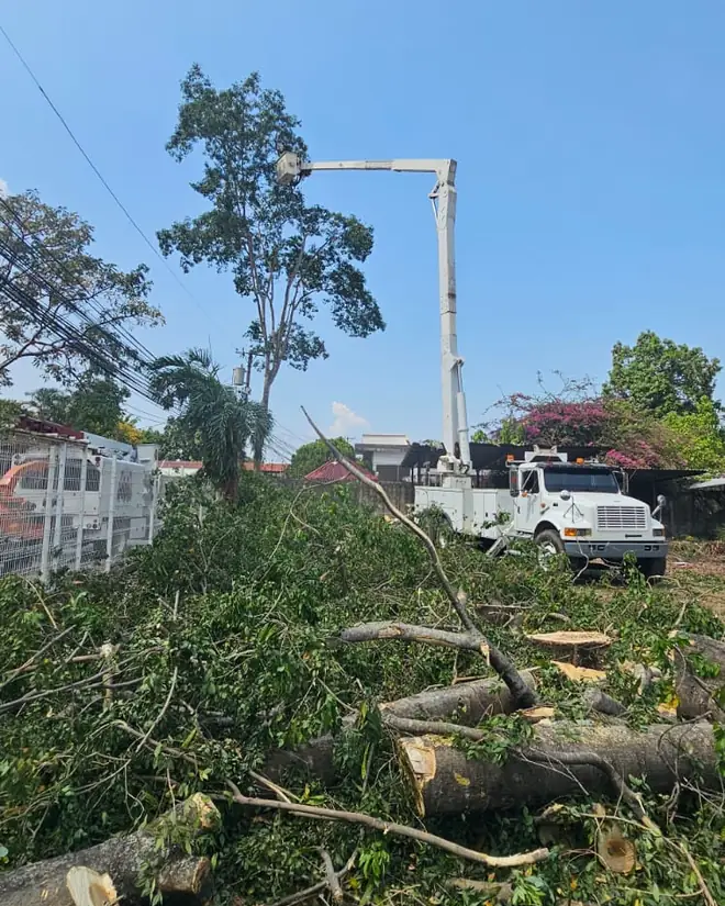 Terreno despejado con troncos apilados después de la limpieza